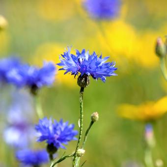 Cornflower